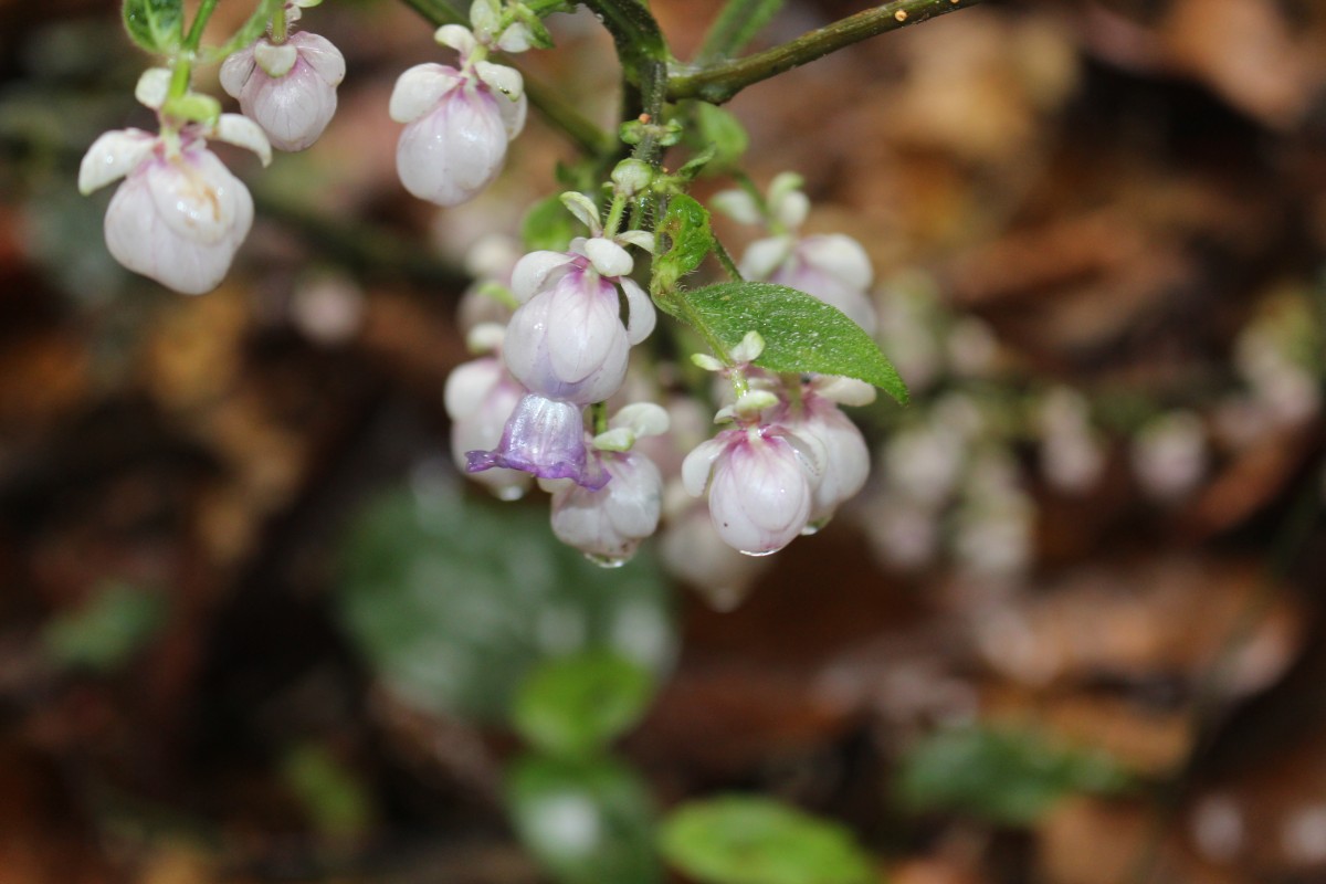 Strobilanthes lupulina Nees